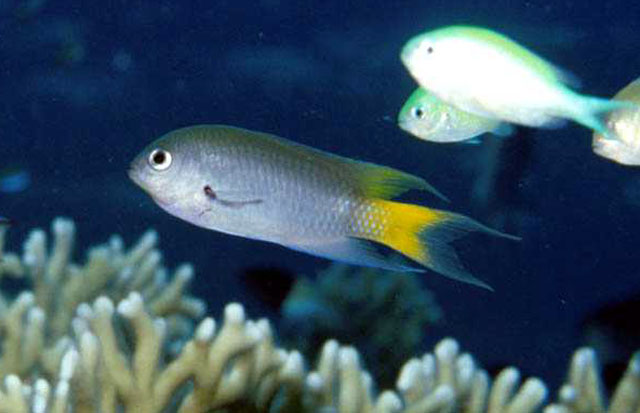 (Neopomacentrus) Род НЕОПОМАЦЕНТРЫ 16 видов